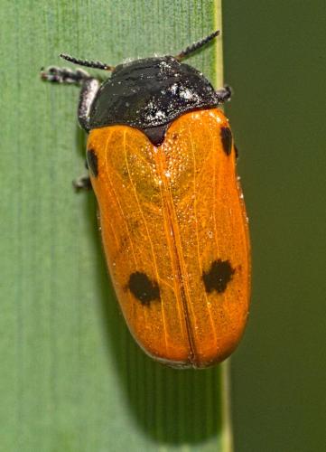 Clytra quadripunctata